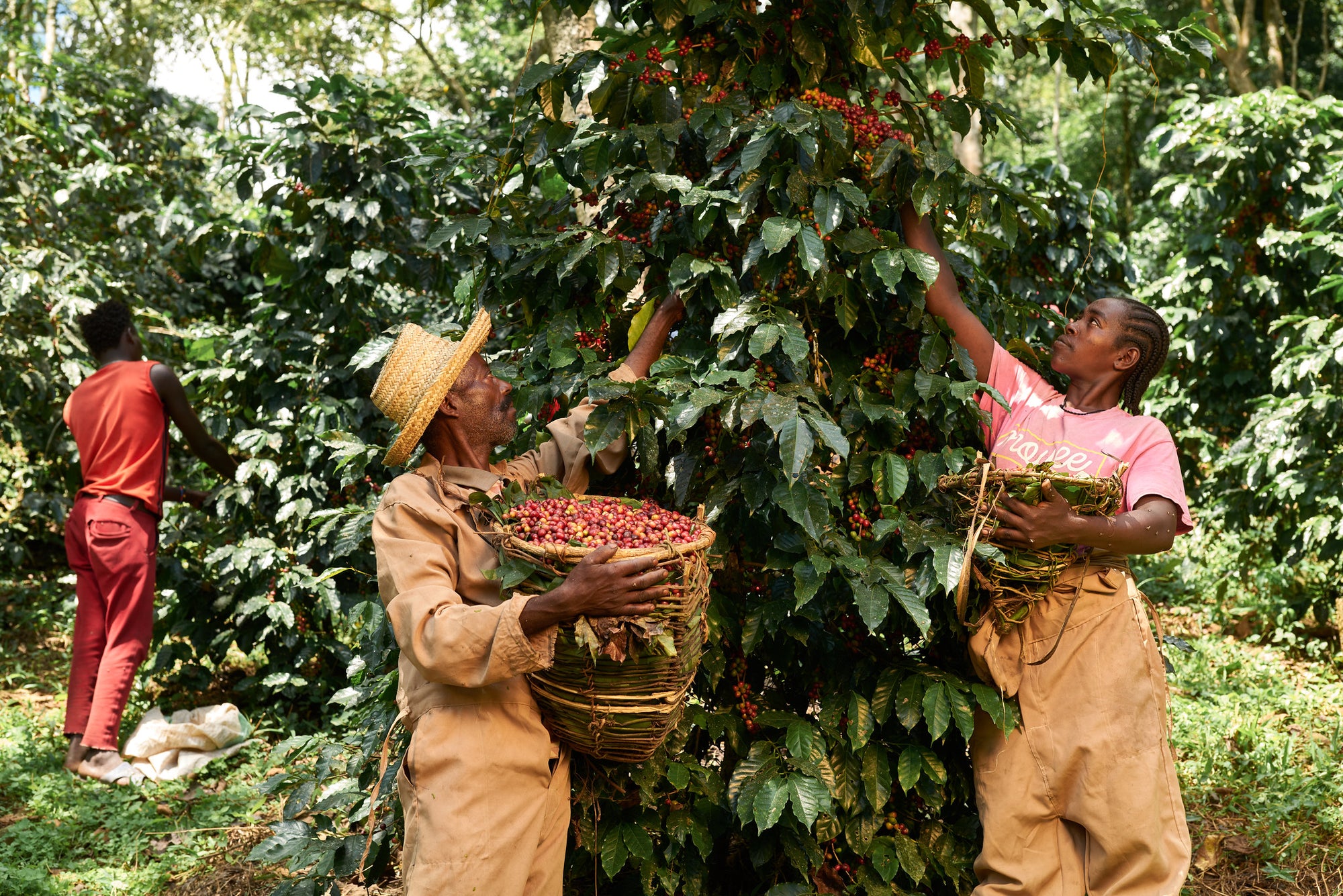 2025: The Year We Take Coffee Impact to New Heights