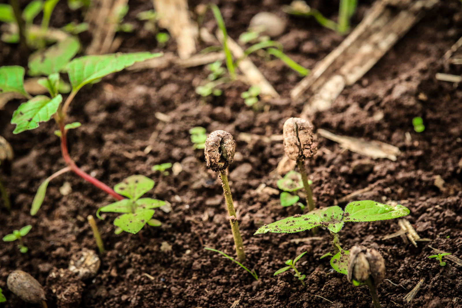 Conscious Coffee Consumption