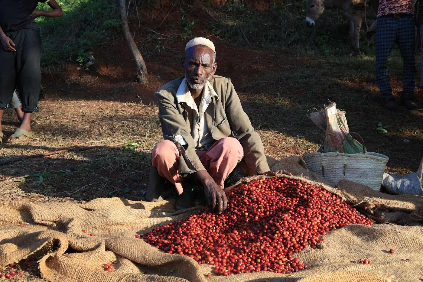 The FairChain Coffee Harvest is Underway