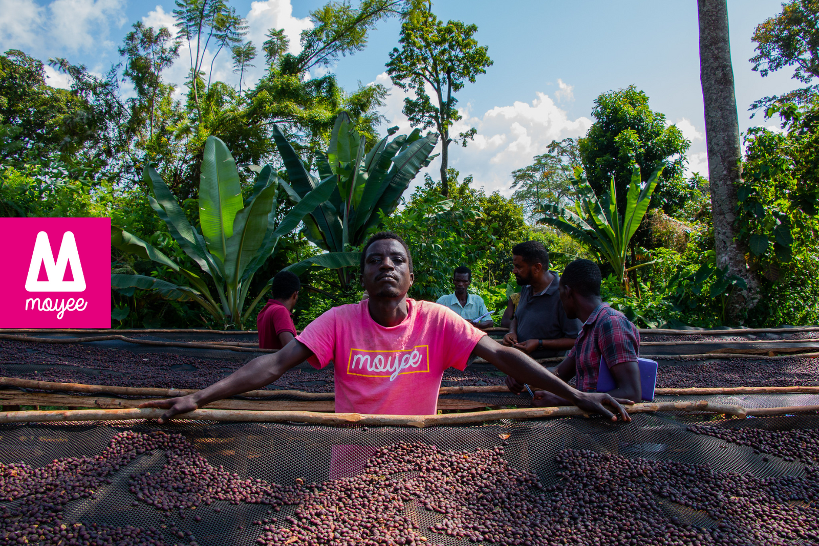 Coffee Harvest in Full Bloom