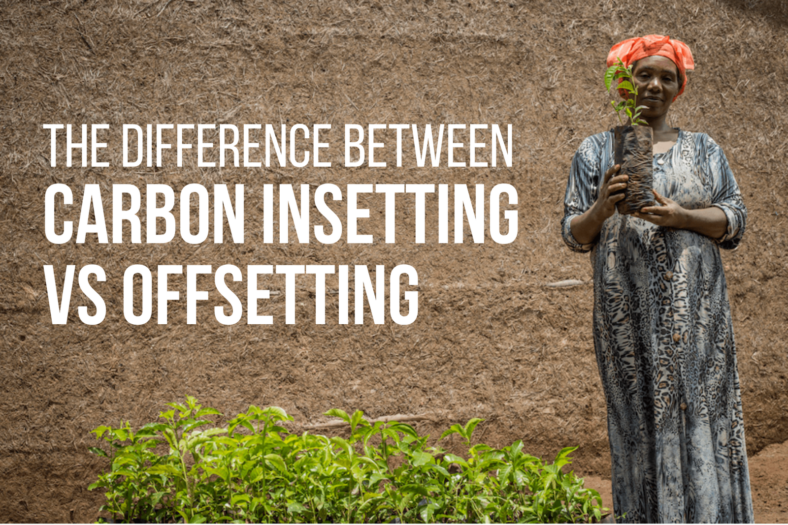 The Difference Between Carbon Insetting Vs Offsetting