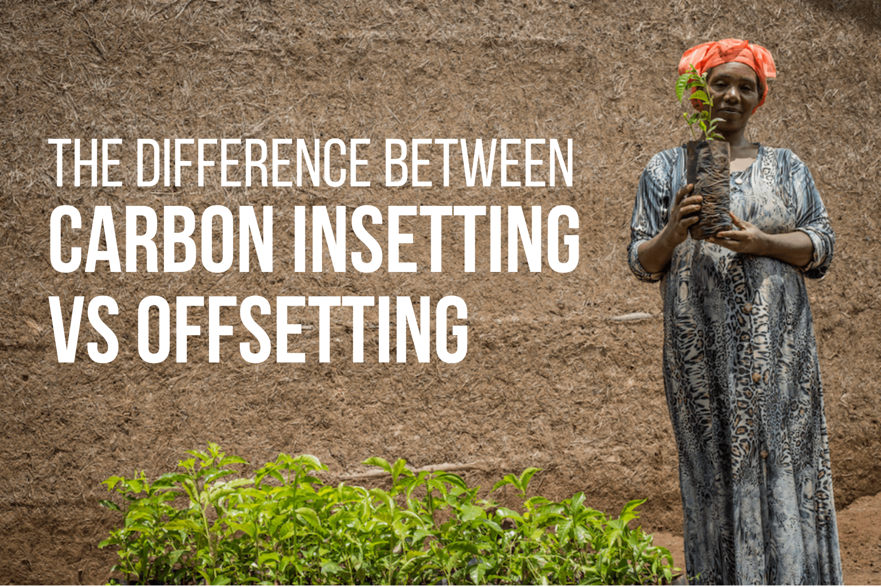 The Difference Between Carbon Insetting Vs Offsetting