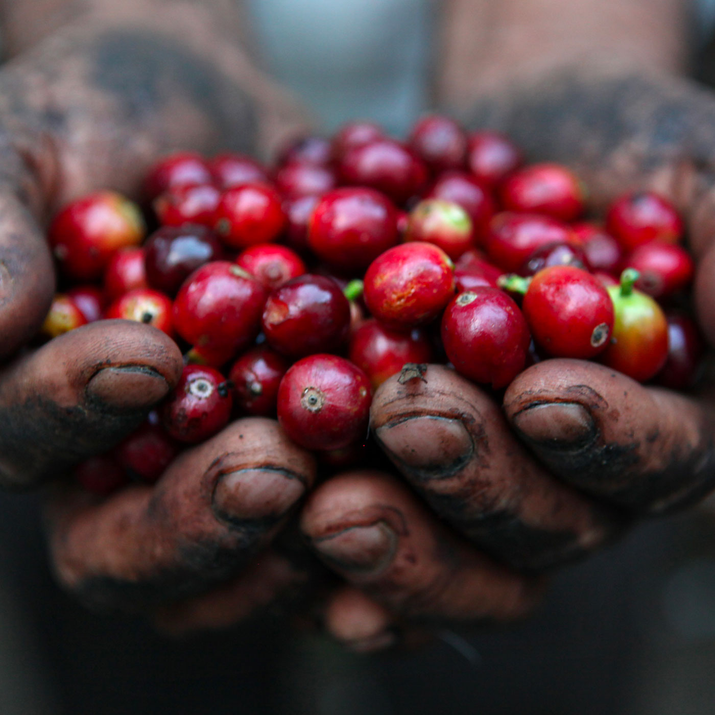 Coffee cherries in hands