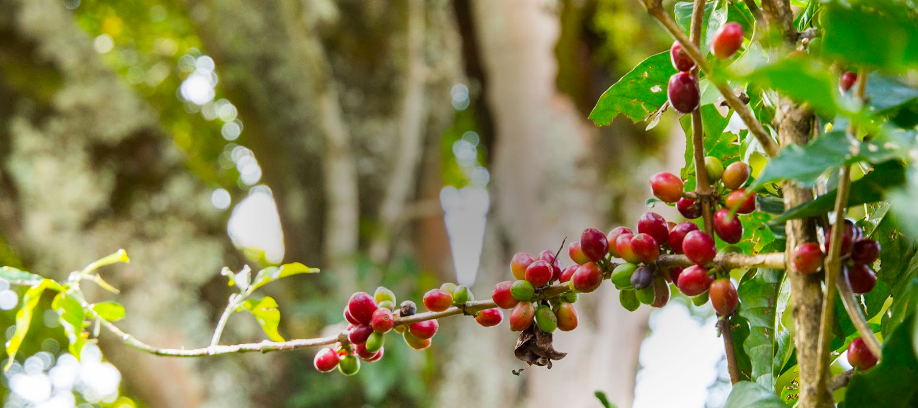 Coffee cherries on tree
