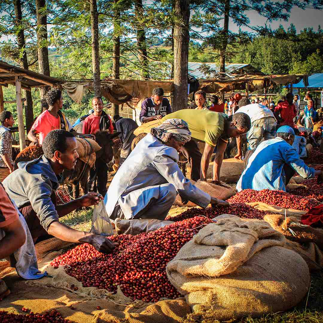 Taster Pack + Mururi Microlot