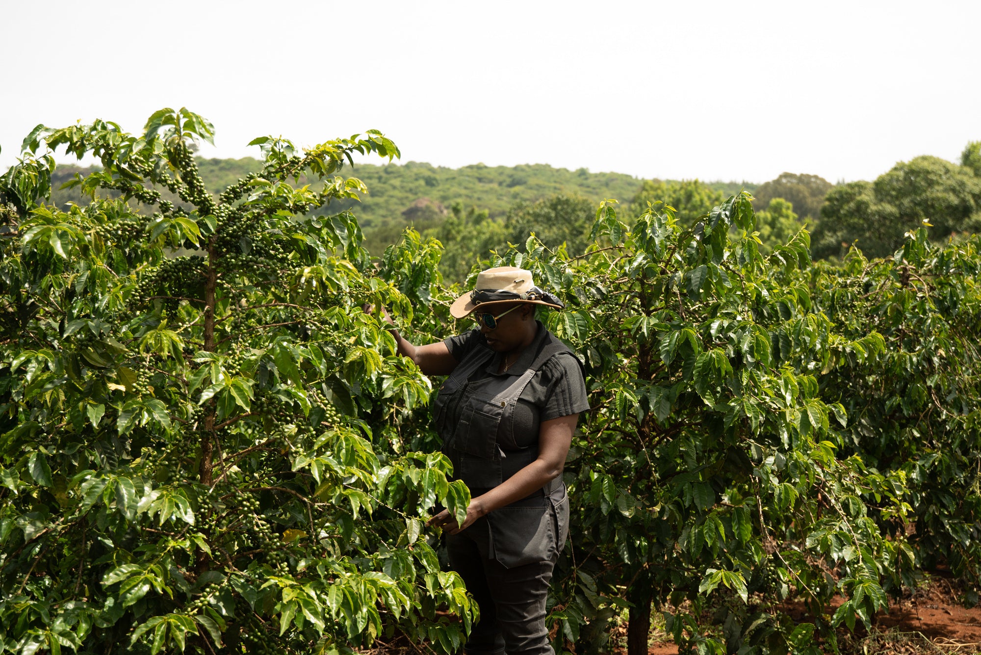 Microlot Series: Sakami