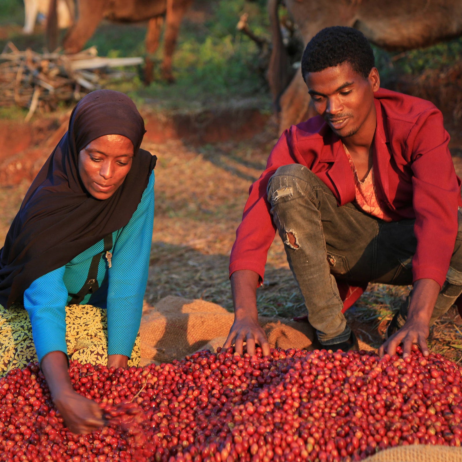 Coffee cherry sorting