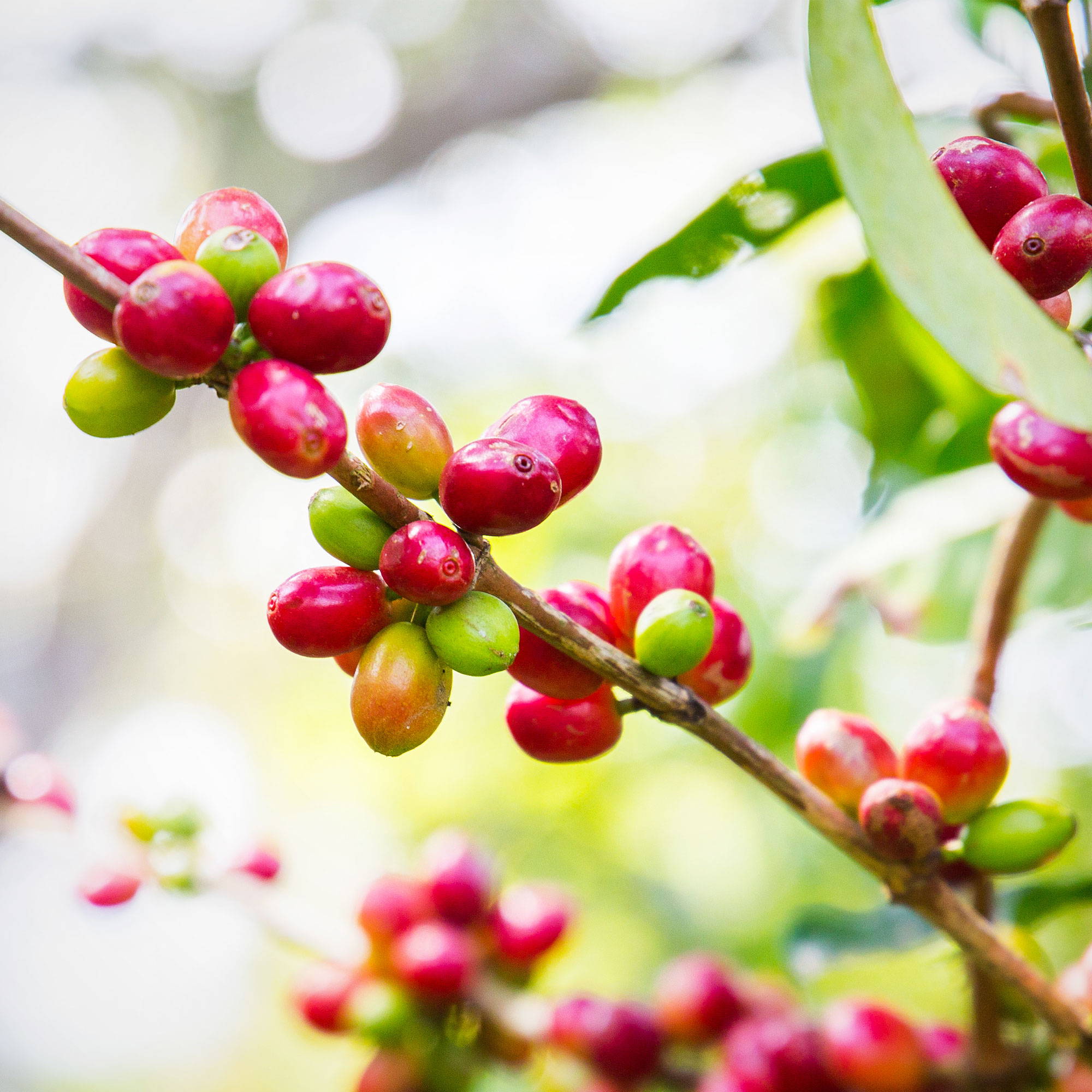 Coffee cherries on branch