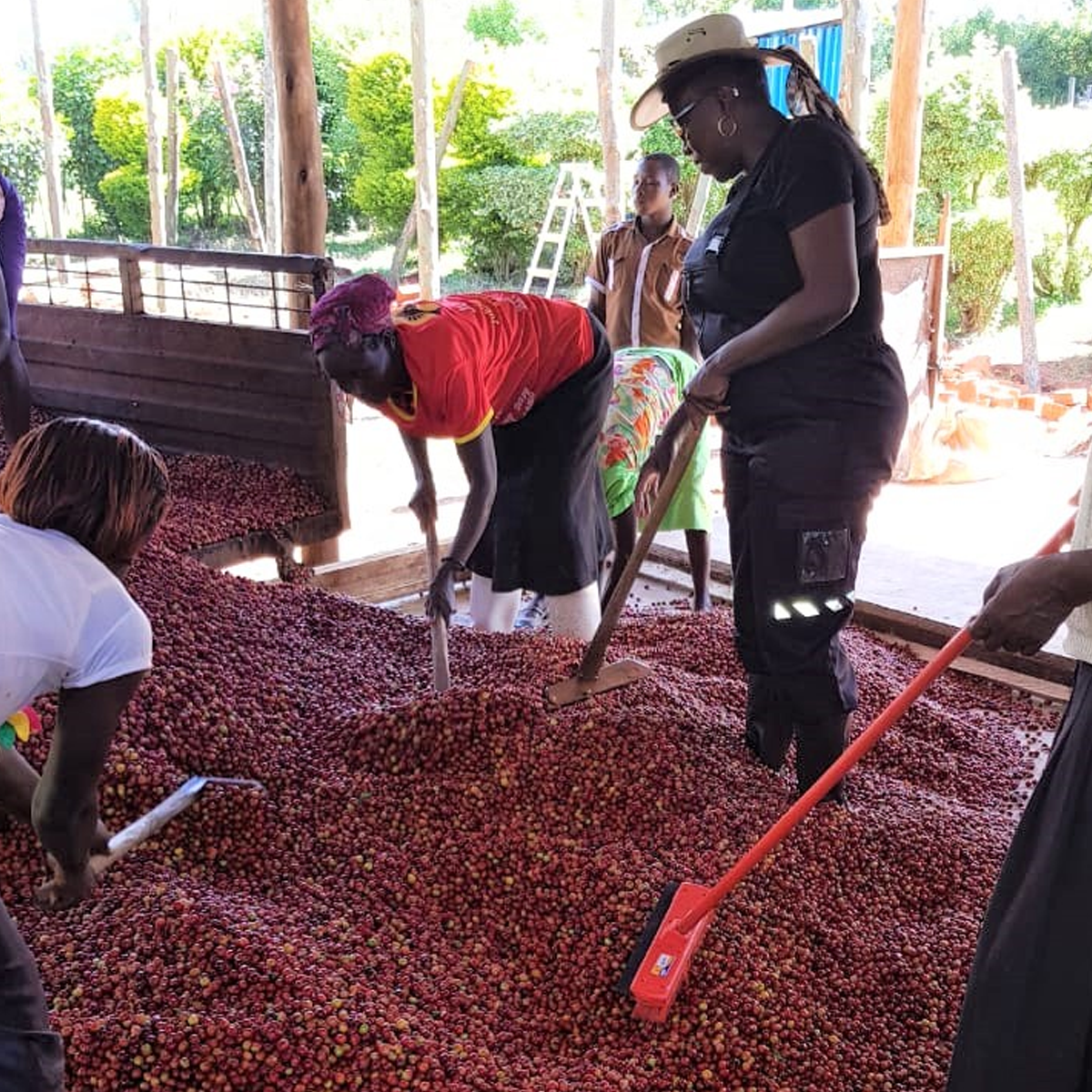 Microlot Series: Sakami