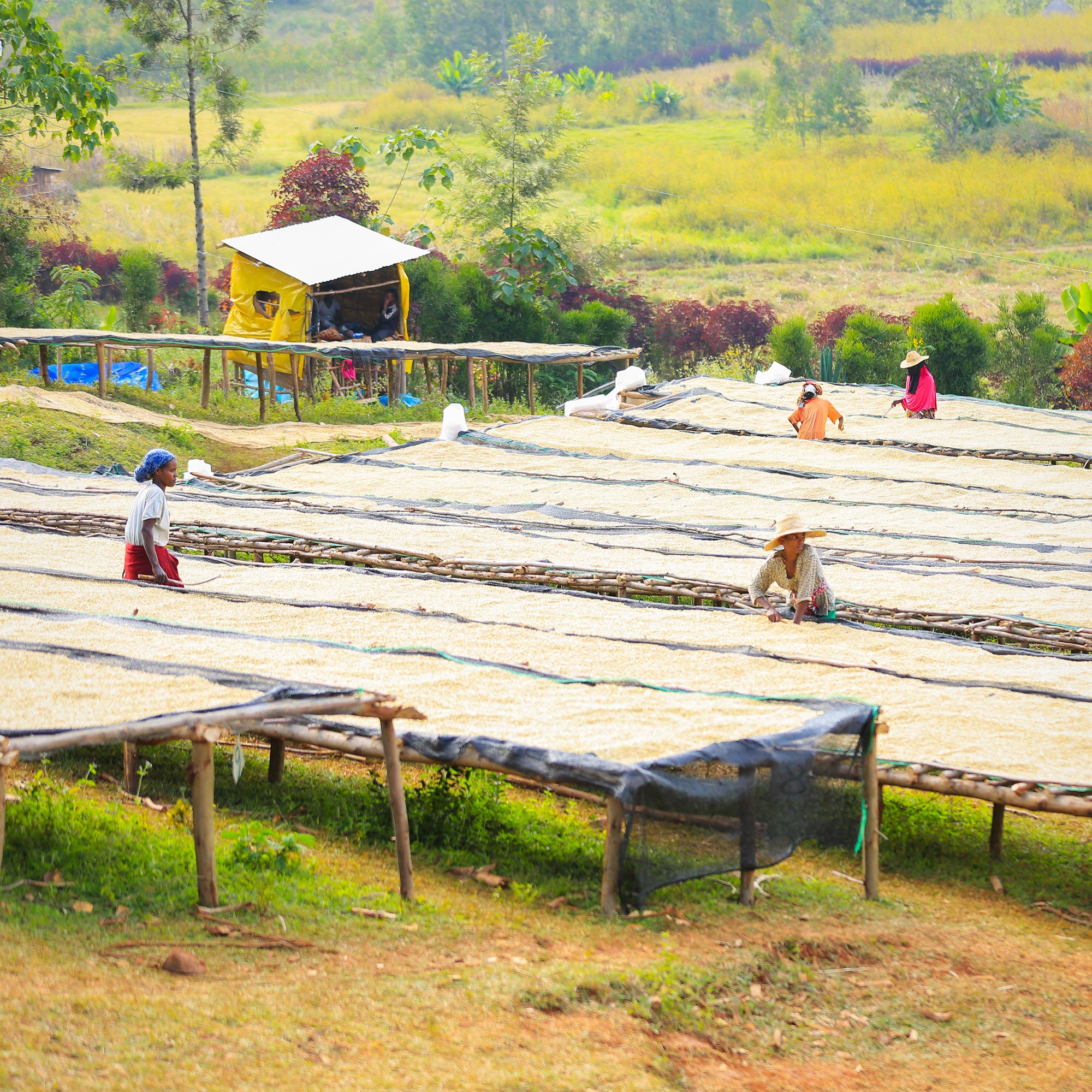 Gift Coffee Subscription: 6 Months