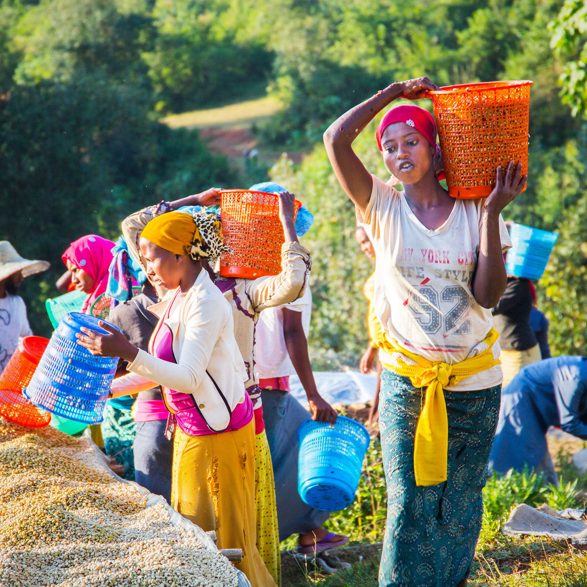 Gift Coffee Subscription: 6 Months