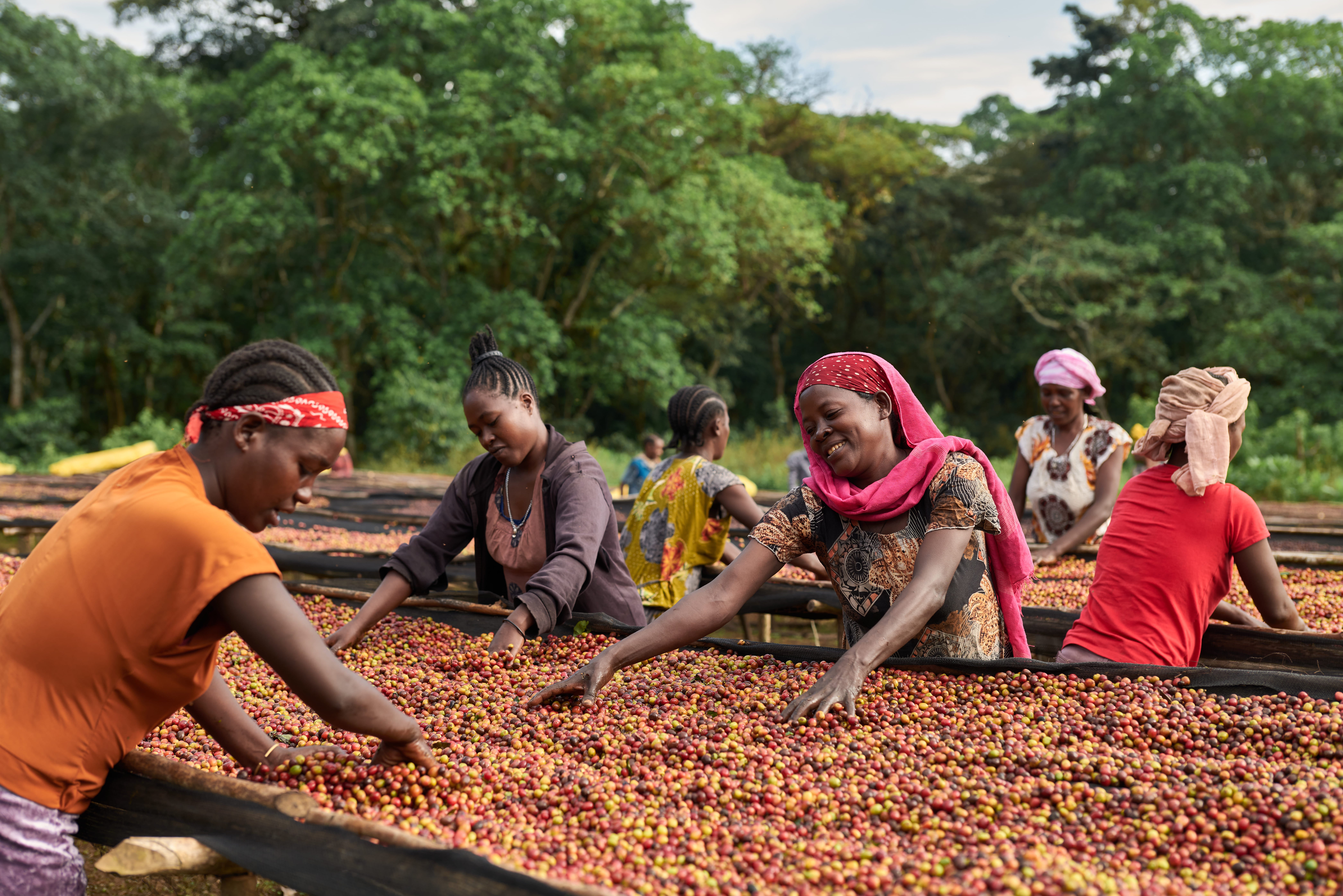Moyee coffee origin and producer story
